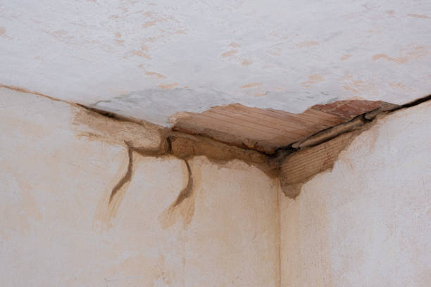 Best Mold removal after water damage  in Elmore, AL